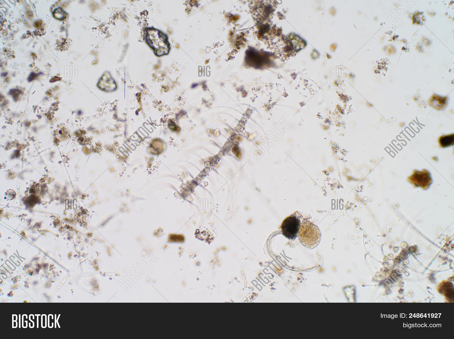 Marine Aquatic Image & Photo (Free Trial) | Bigstock