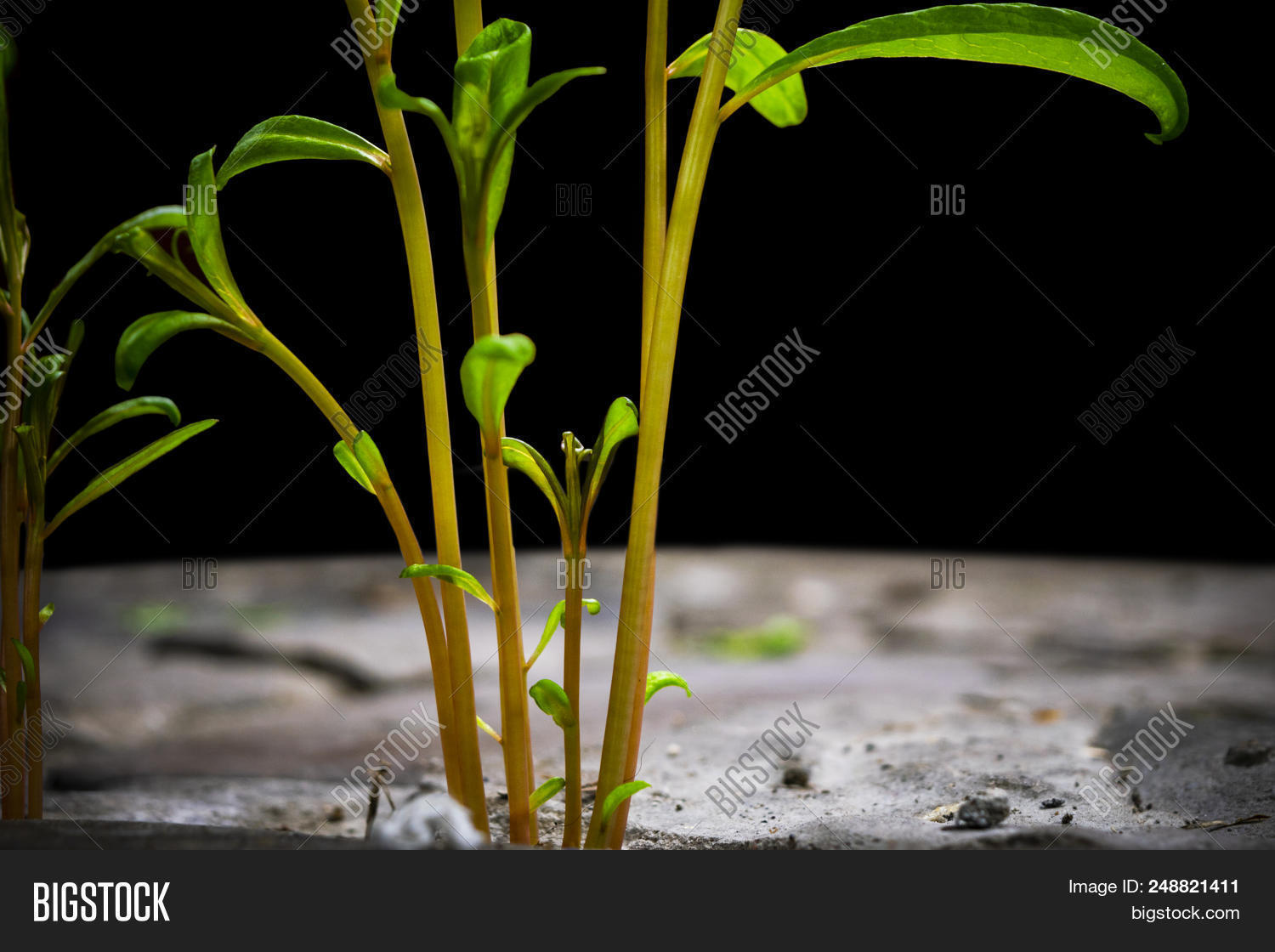 Plant Ecology (The Green World)