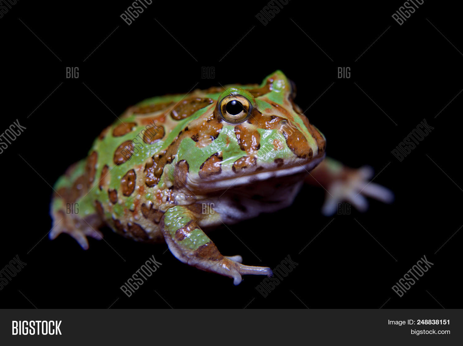 Chachoan Horned Frog, Image & Photo (Free Trial) | Bigstock