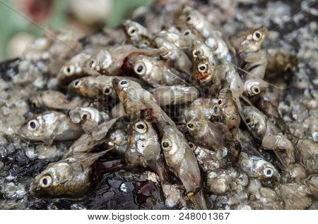 Many Fish Head Is Cut To Bring Fish Meat To Cook.
