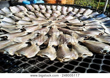 How To Dried Fish By Placing Fishes Are A Circle Outdoor.