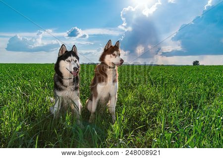Portrait Siberian Huskies Dogs. Two Cute Happy Husky Dogs Looking At Each Other. Evening Portrait Pe