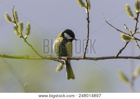 Great Tit (parus Major)
