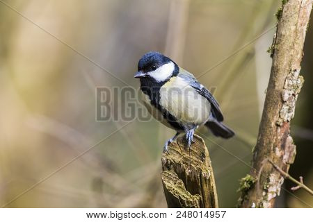 Great Tit (parus Major)