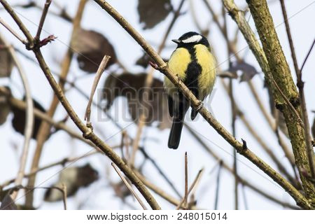 Great Tit (parus Major)