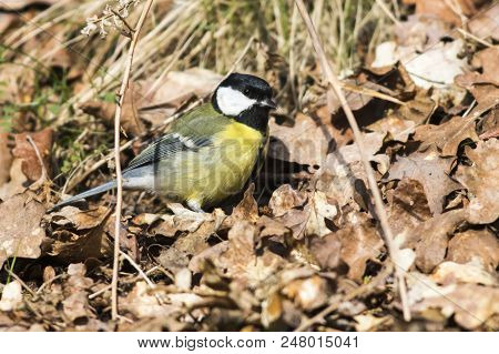 Great Tit (parus Major)