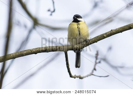 Great Tit (parus Major)
