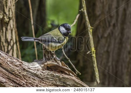 Great Tit (parus Major)