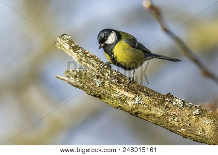 Great Tit (parus Major)
