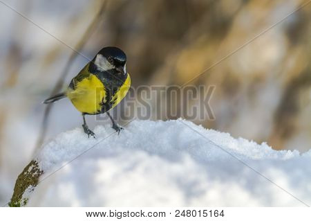 Great Tit (parus Major)