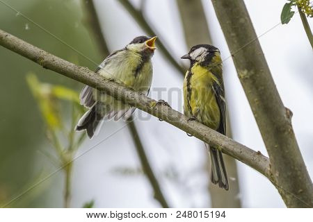 Great Tit (parus Major)