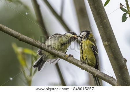 Great Tit (parus Major)