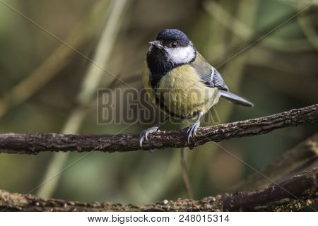 Great Tit (parus Major)