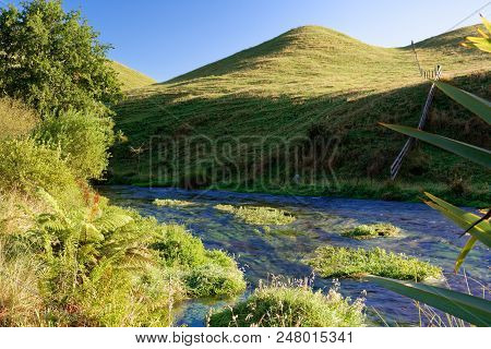 Rural Scene In Waikato, New Zealand