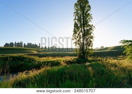 Rural Scene In Waikato, New Zealand