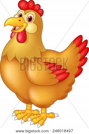 Chicken Hen Cute Posing On White Background
