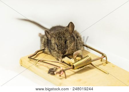 Home Gray Mouse Caught In A Mousetrap