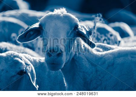 Sheep Grazing On A Green Grass, Head Closeup. A Lamb Head Portraiture On A Grass Field.