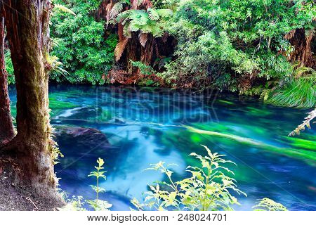 Blue Spring, Waikato, New Zealand