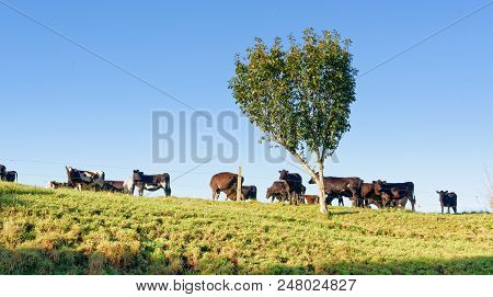 Rural Scene In Waikato, New Zealand