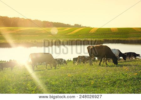 A Herd Of Cows Grazing On The Field