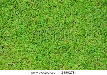 Grass football field