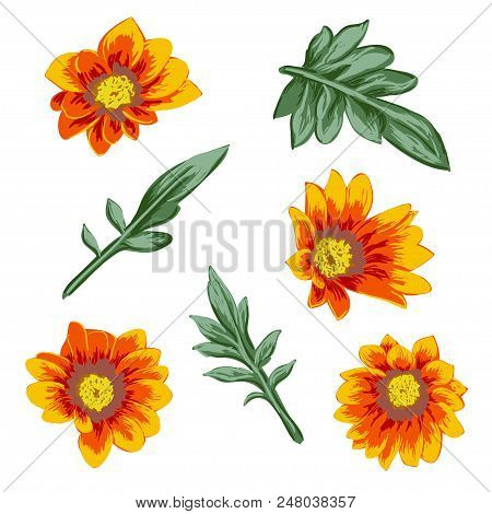 Set Of Summer Wild Floral Blooming Garden Flowers, Botanical Natural Illustration On White In Hand D