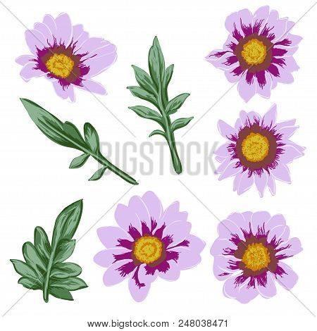 Set Of Summer Wild Floral Blooming Garden Flowers, Botanical Natural Illustration On White In Hand D