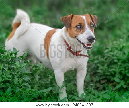 Close-up Portrait Of Adorable Small White And Brown Dog Jack Russel Terrier Standing In Green Grass 