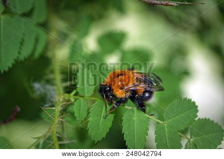 A Large Furry Bumblebee On A Leaf Of A Wild Rose Close-up
