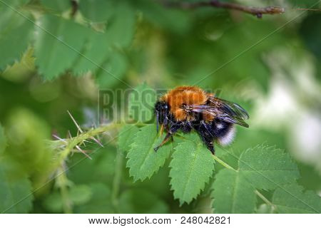 A Large Furry Bumblebee On A Leaf Of A Wild Rose Close-up