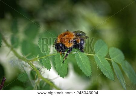 A Large Furry Bumblebee On A Leaf Of A Wild Rose Close-up