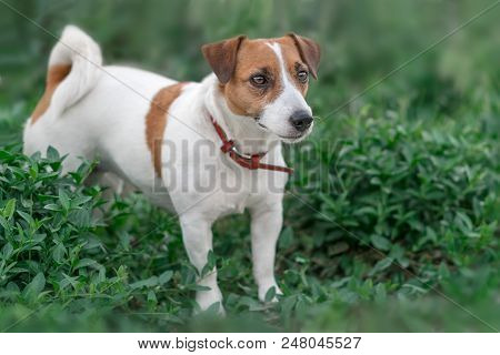 Close-up Portrait Of Adorable Small White And Red Dog Jack Russel Terrier Standing In Green Grass An