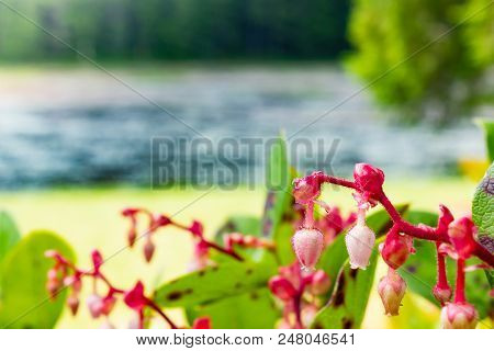 Red And White Fuchia Plant Next To A Lake