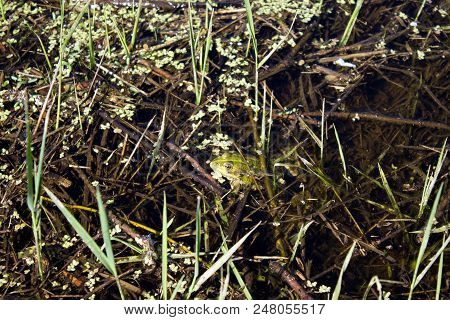 A Frog Of Green Color Sits On The Surface Of The Swamp. Water Turbid With Small Branches And Marsh G