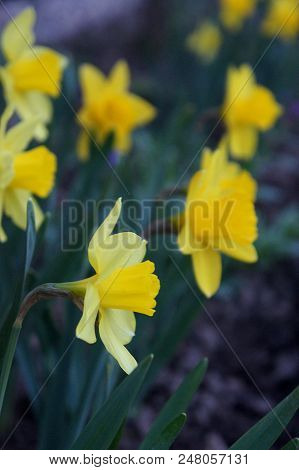 Yellow Narcissus Flowers In A Garden Macro