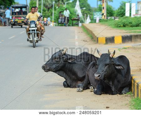 Bodhgaya, India - July 9, 2015. Sacred Cows On Street In Bodhgaya, India. Bodhgaya Is The Most Rever