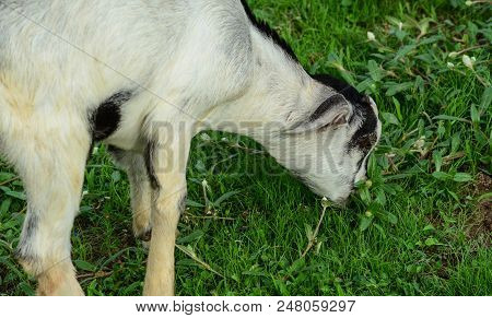 A Goat Eating Grass On The Field In Summer Day.