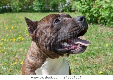 American Staffordshire Terrier Puppy Is Standing With Lolling Tongue. Close Up. Pet Animals.