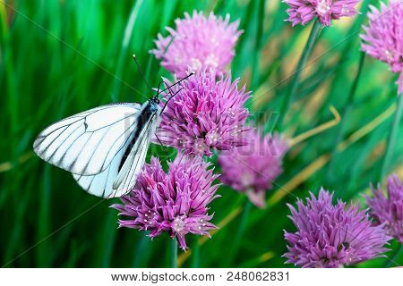 Bright Macro Photo. White Butterfly On A Pink Flower. An Extraordinary Beautiful Picture Close Up.