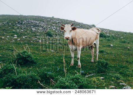 White Beige Cow Looking At Camera At The Green Meado In Fog