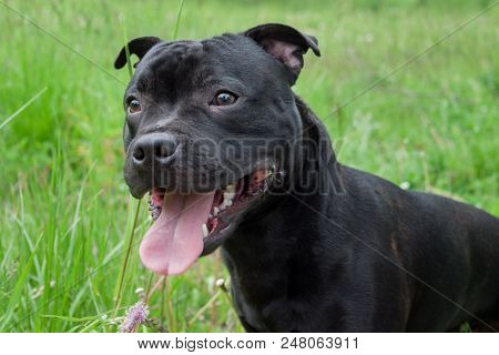 Cute Staffordshire Bull Terrier Puppy Is Standing With Lolling Tongue. Pet Animals.