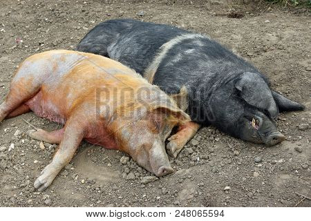 Tamworth And Essex Saddleback Pigs