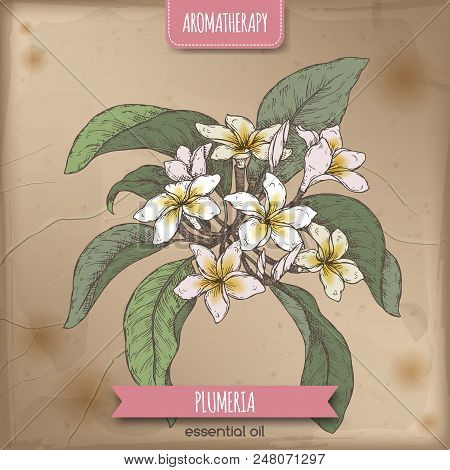 Plumeria Rubra Aka Frangipani Branch Color Sketch On Vintage Ackground. Aromatherapy Series. Great F