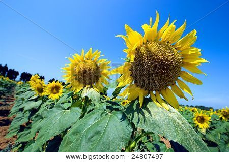 Zonnebloemen