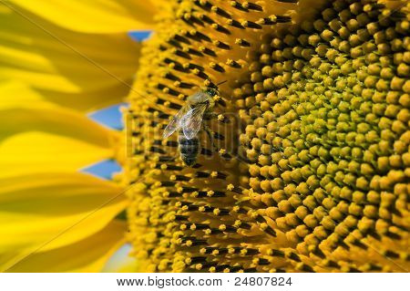 Bee On zonnebloem
