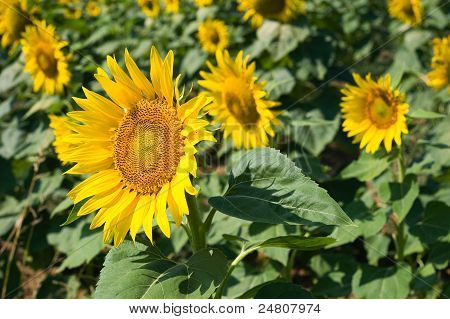 Zonnebloem veld