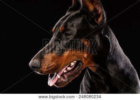 Portrait Of Doberman Pinscher On Black Background. Trained Dog
