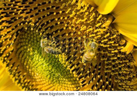 Bee On zonnebloem