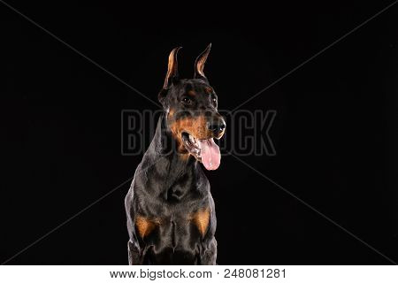 Portrait Of Doberman Pinscher On Black Background. Trained Dog